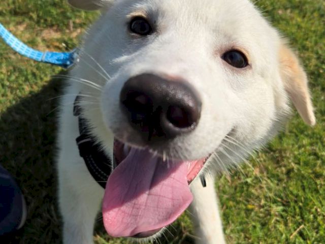 A happy white dog with a pink tongue out, on a leash, standing on green grass in bright sunlight.
