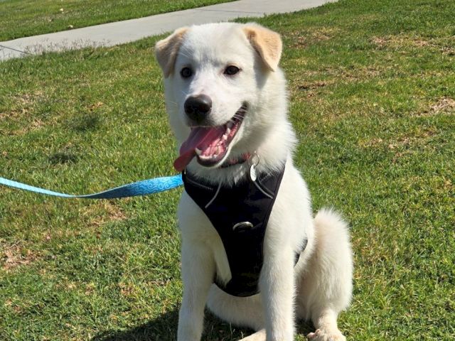 A happy white dog with a black harness sits on grass, leash attached, tongue out, in a sunny park.