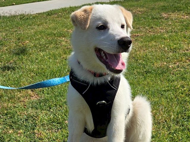 A happy white-and-tan dog wearing a black harness sits on green grass with a blue leash in a sunny park, tongue out.