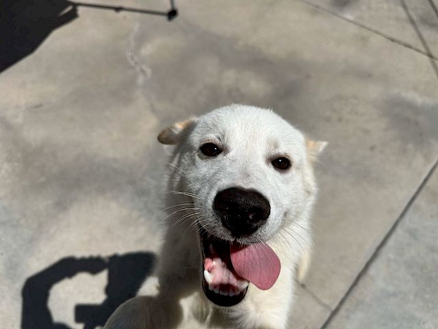 Animal Assistance League of Orange County