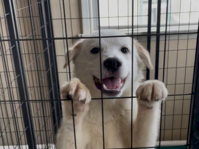 Happy pup in a crate, ears perked, paws on the bars, smiling at the camera, eager for love and a sunny home.
