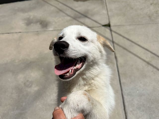 Animal Assistance League of Orange County
