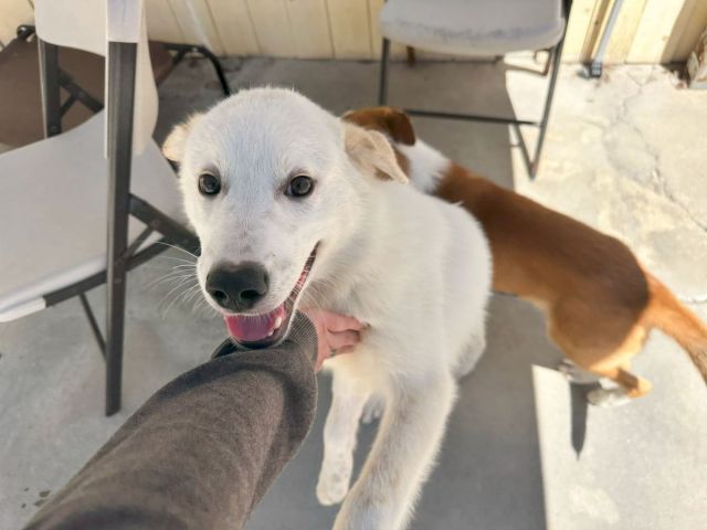 A friendly white dog gets a hug from a person; a brown dog sniffs nearby in a sunny outdoor setting.