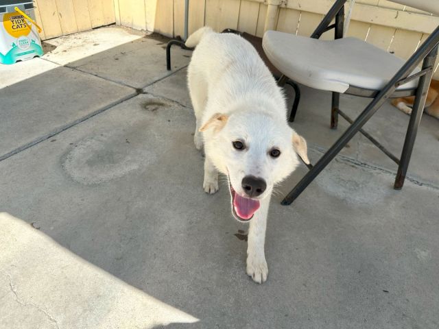 A friendly white dog standing on a concrete patio, wagging its tongue, near a chair and some outdoor items.
