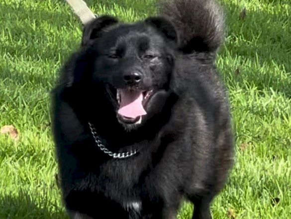 A happy black dog on a leash running across green grass with a big, friendly smile, fluffy tail wagging, and sunny day energy.