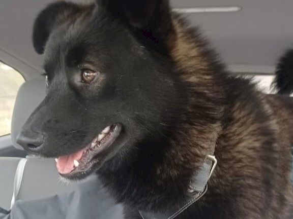 A black and brown dog in a car, looking out the window with tongue out and a collar on, sitting in the back seat.