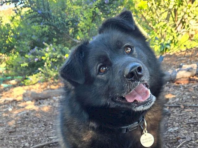 A cute black dog with a fluffy coat, pink tongue out, sitting outdoors on dirt with green trees in the background. End sentence.