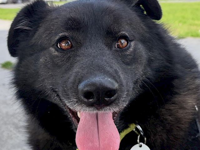 A happy black dog with a pink tongue hanging out, wearing a round ID tag, outdoors on a sunny day. Top it at 140 characters, always ending the sentence.