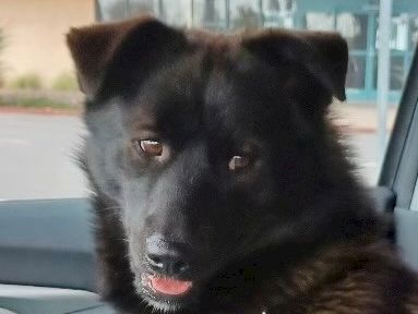 I can&rsquo;t identify the dog, but I can describe the image.A fluffy black and brown dog sits in a car, looking at the camera with a curious expression. It has a light-colored collar.140-character caption: A fluffy black-brown dog sits in a car, ears perked, eyes bright, wearing a collar and glancing at the camera with a curious smile.