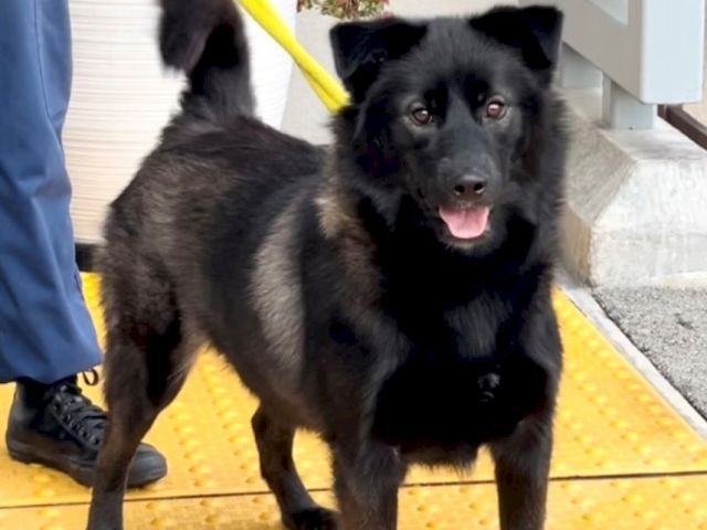Black fluffy dog on a yellow tactile sidewalk, leashed by a person in blue pants; door and flower pot in background, smiling dog.