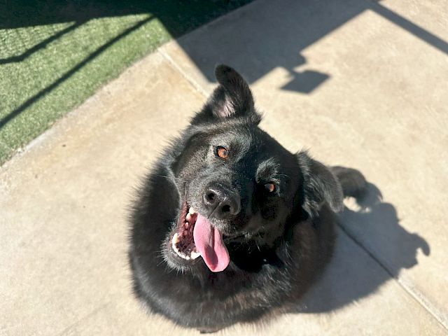 A cheerful black dog with its tongue out, looking up at the camera on a sunny concrete surface.