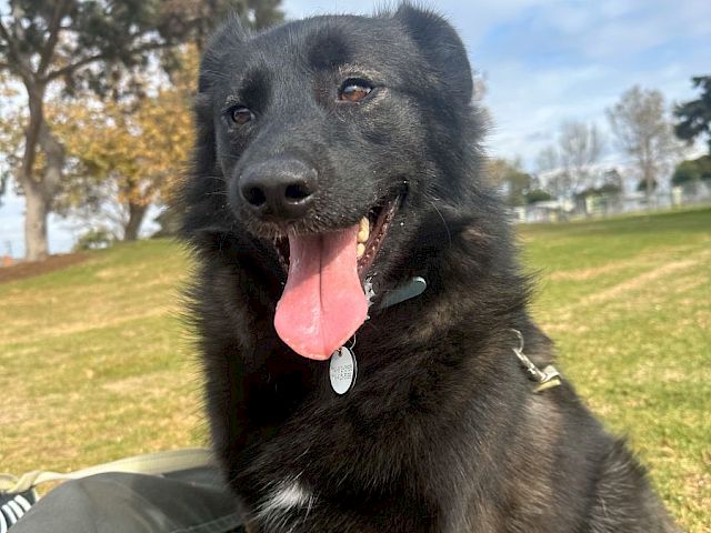 A fluffy black dog sitting on grass with its tongue out, wearing a collar, enjoying a sunny day in a park.