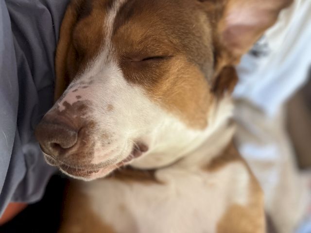 A sleepy brown-and-white dog rests with its eyes closed, napping in a cozy spot.
