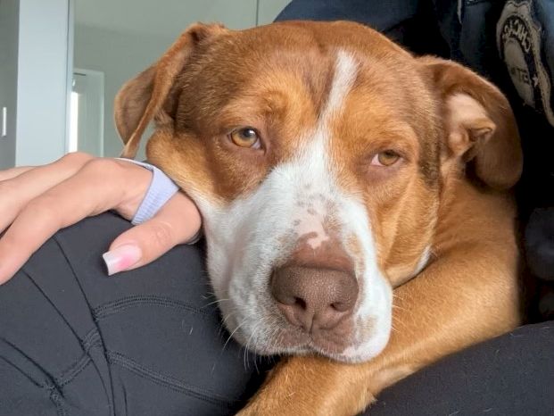 A sleepy brown and white dog rests its head on a person&rsquo;s leg, looking relaxed with droopy eyes and a calm expression.