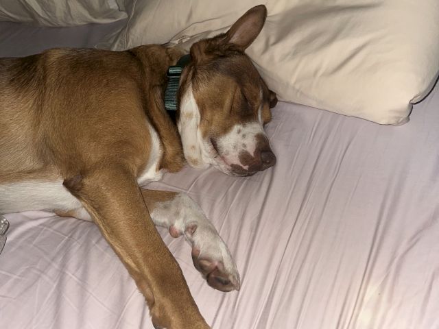 Two brown dogs are curled up asleep together on a white couch bed, looking cozy and relaxed.