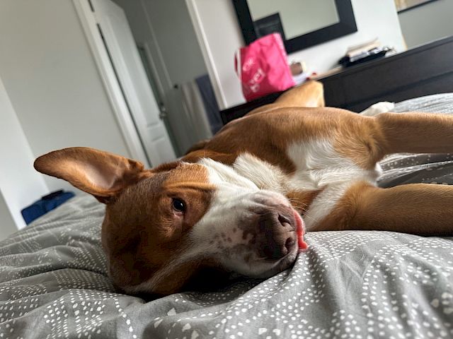 A brown-and-white dog lying on a bed, resting with one ear up, looks cozy and sleepy, indoors with a pink bag in the background.
