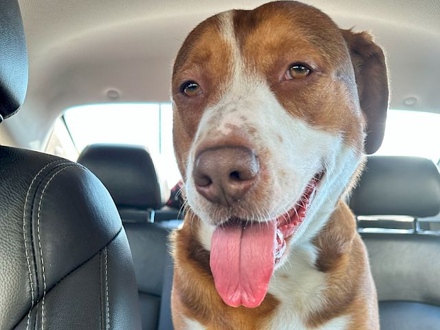 A joyful brown and white dog sits in the back seat of a car, tongue out, smiling with bright eyes.