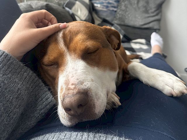 A hand cuddles a sleepy brown-and-white puppy on a couch, dozing off in a cozy nap.