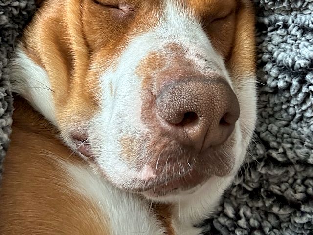 A sleepy tan-and-white dog snoozes on a fluffy gray carpet, eyes half-closed and paws tucked in.