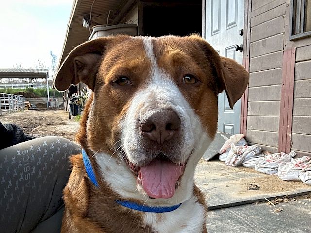 A friendly brown-and-white dog with a blue collar sits outside near a wooden building, panting softly and looking at the camera.