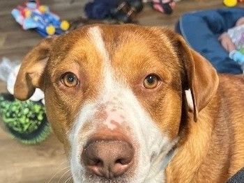 A brown-and-white dog with a pink nose sits close, looking at the camera; toys and a living room clutter in the background.