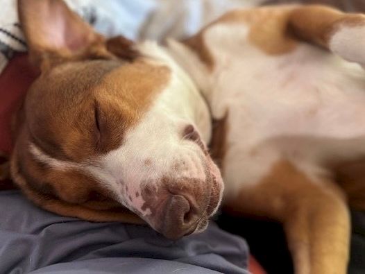 A sleepy brown-and-white dog naps cozily on a bed, snuggled under blankets, eyes closed, peaceful and relaxed.