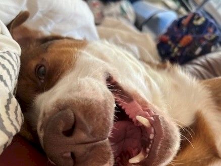 A close-up of a dog lying on its side, mouth open in a playful or snappy grin, white and brown fur, cozy bedding around it.