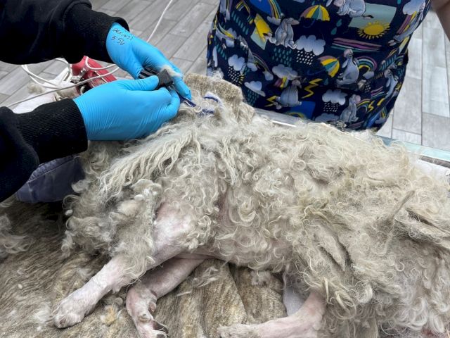 Two people in gloves and scrubs are shaving or cleaning a large, woolly animal carcass, tying off its limbs.