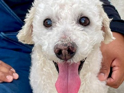 A white fluffy dog with a pink tongue hanging out, sitting on a sidewalk while someone holds its leash.